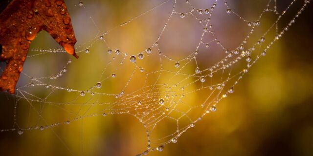 Zo maak je je tuin klaar voor de herfst! (Deel 2)